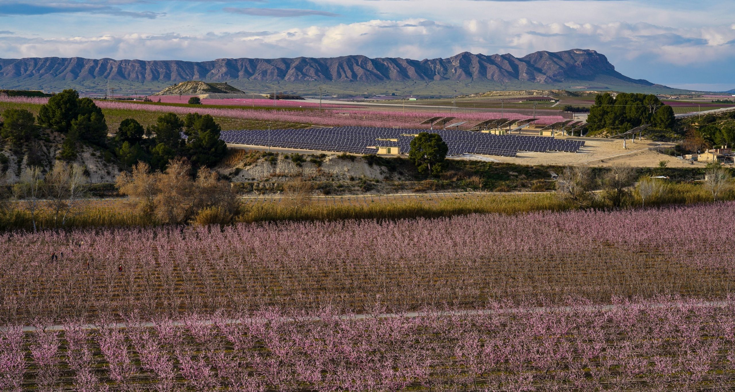 Campos de flores en Cieza, Murcia
